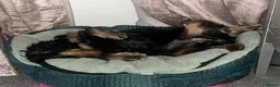Cocker Spaniel dogs for sale: Show bred cocker spaniel - FOREVER HOME ONLY!  in Leeds - Advert 22