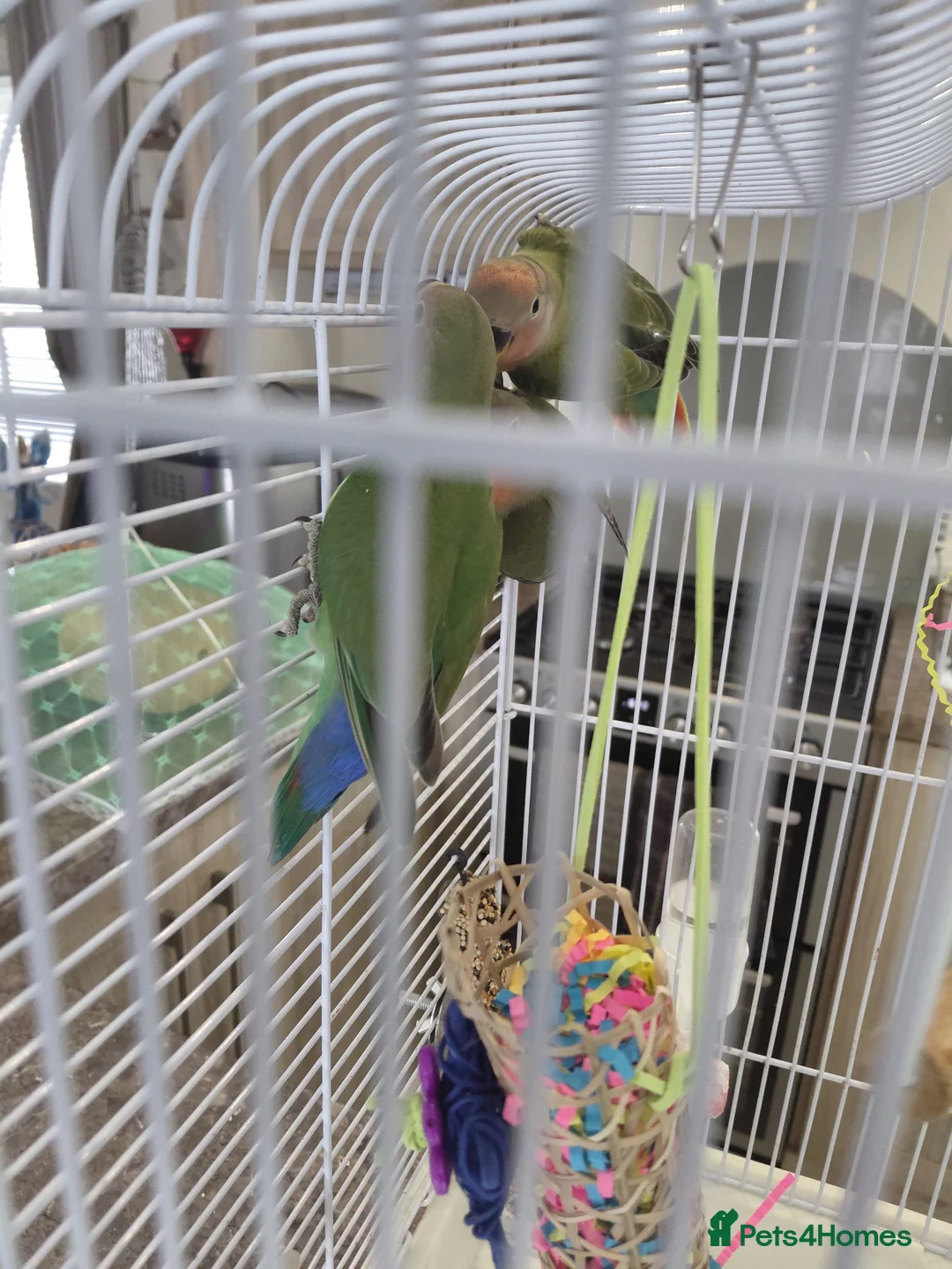 Lovebirds birds for sale: 5 baby lovebirds for sale - Advert 11