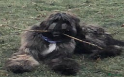 Afghan Hound dogs for sale: Adorable afghan hound boy for a new home - Image 2