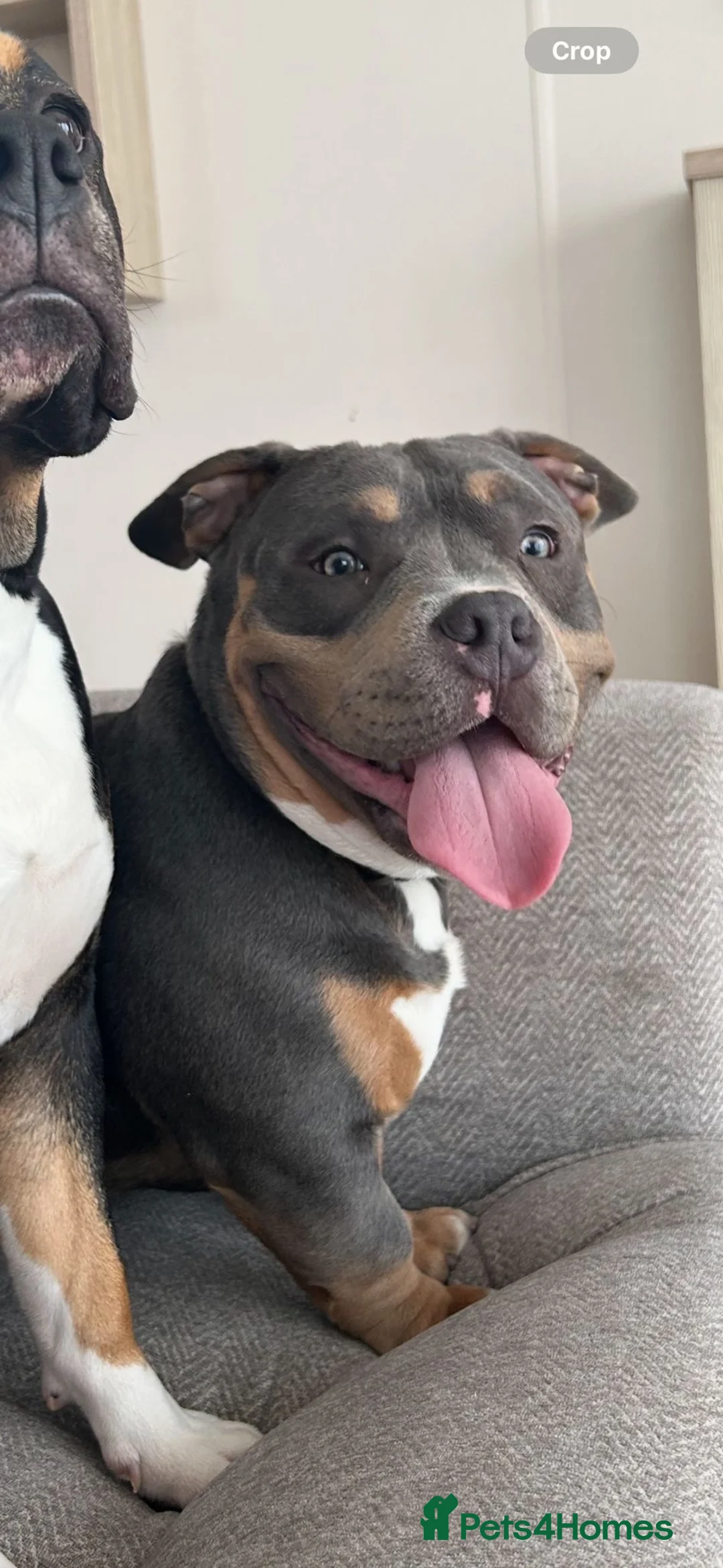 American Bully dogs for sale: American micro bully  in Poole - Advert 2