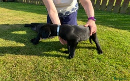 Labrador Retriever dogs for sale: Black Labrador Retriever - Image 8