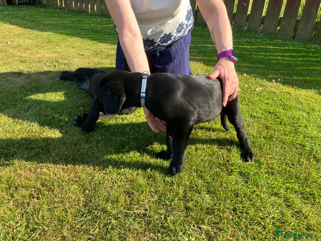 Labrador Retriever dogs for sale: Black Labrador Retriever - Image 8