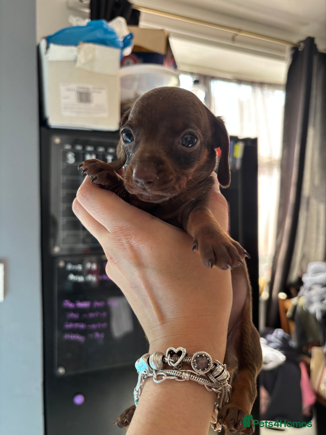 Miniature Dachshund dogs for sale: Beautiful miniature dachshunds  - Image 16