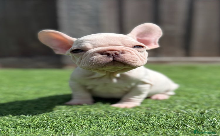 French Bulldog dogs - Advert 3