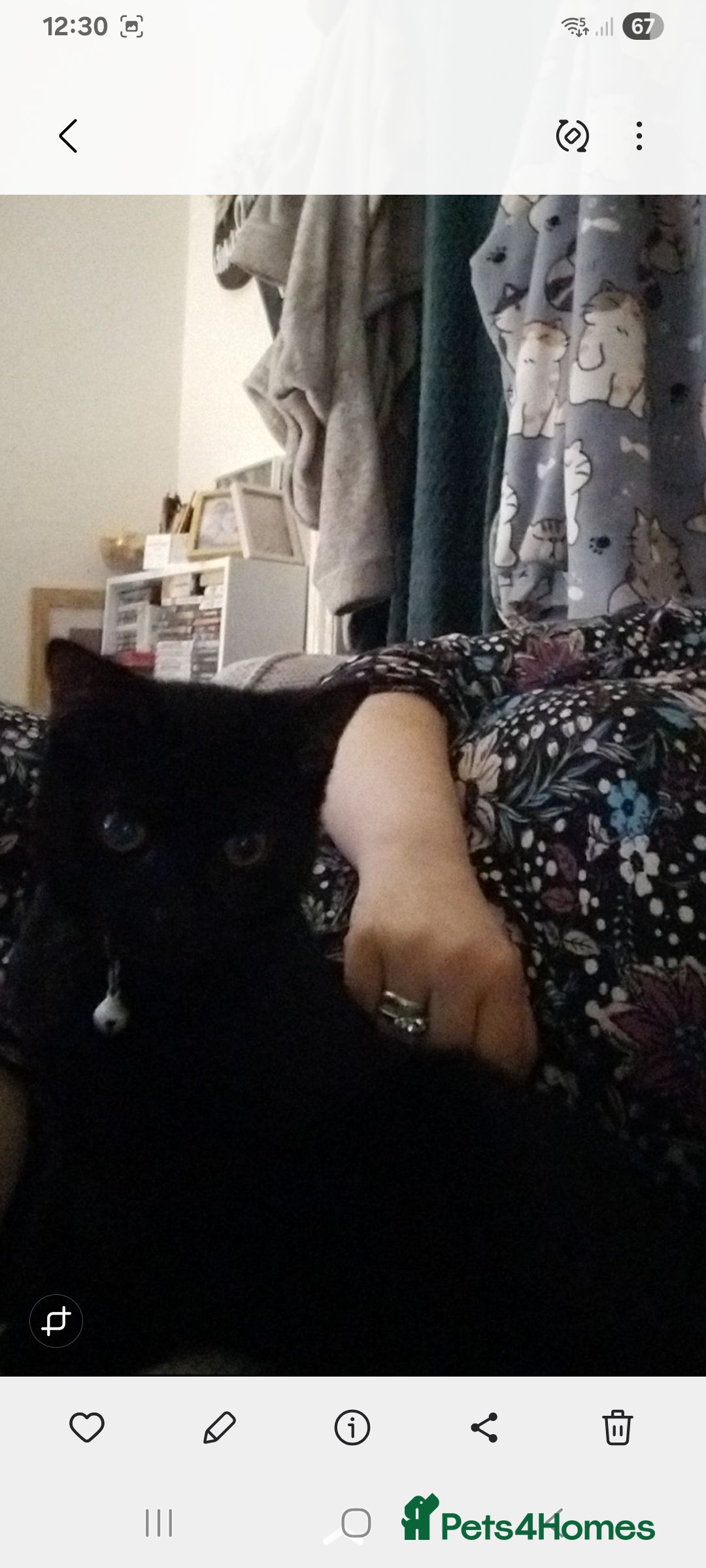 Mixed Breed cats for sale: Bonded pair of cats. - Advert 7