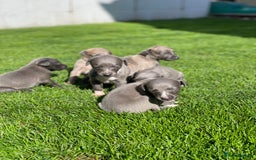 Whippet dogs for sale: Adorable home bred KC whippets - Image 8