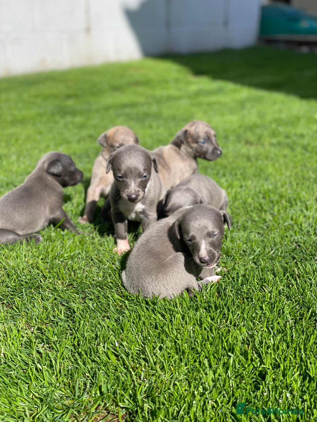 Whippet dogs for sale: Adorable home bred KC whippets - Image 8