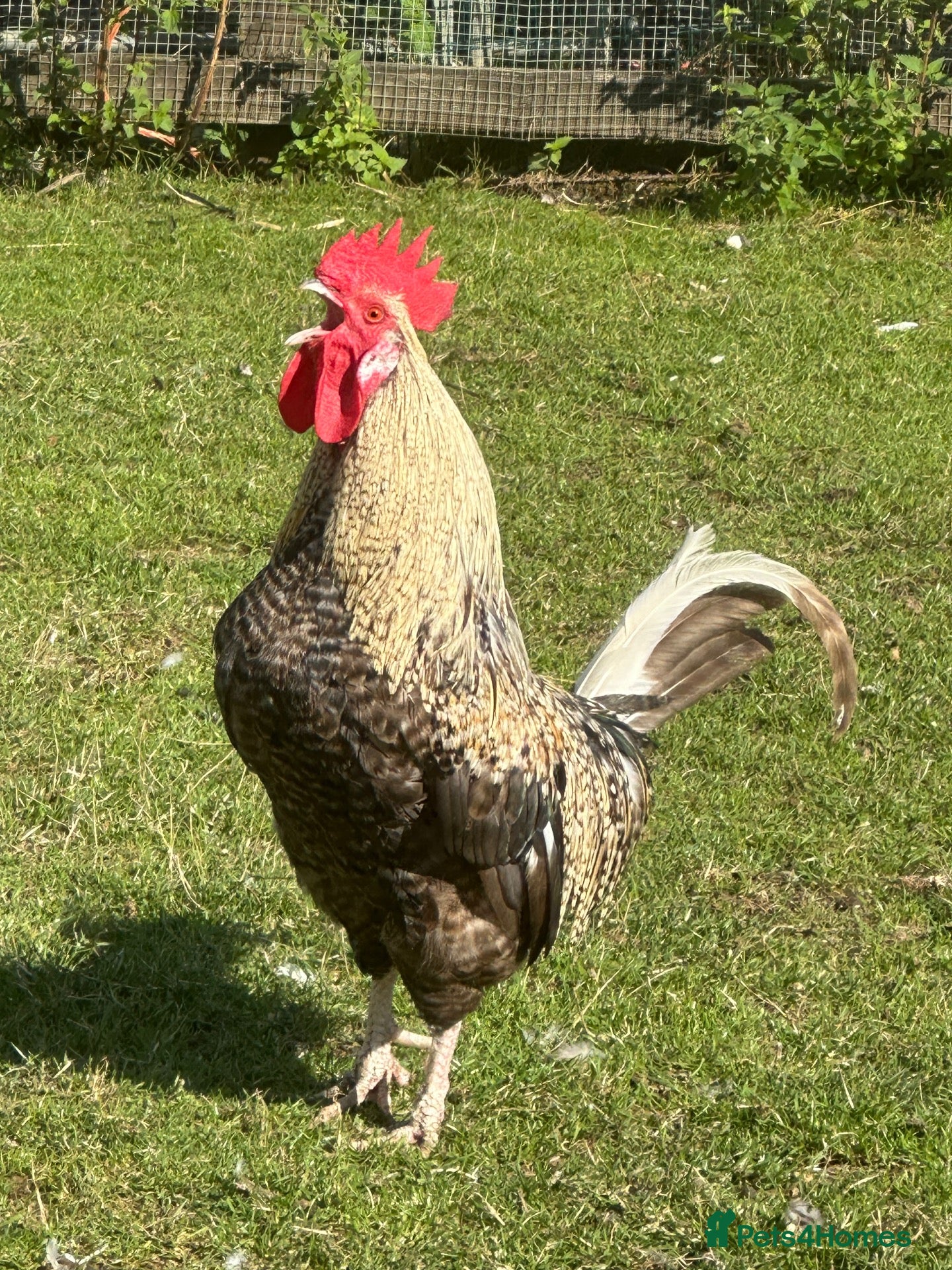 Chickens poultry Fantastic looking Cream Legbar Cross Cockerel - Advert 4