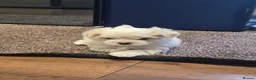 Maltese dogs for sale: Adorable tiny Maltese  - Advert 3