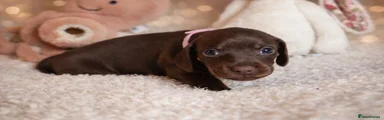 Miniature Dachshund Puppy 6