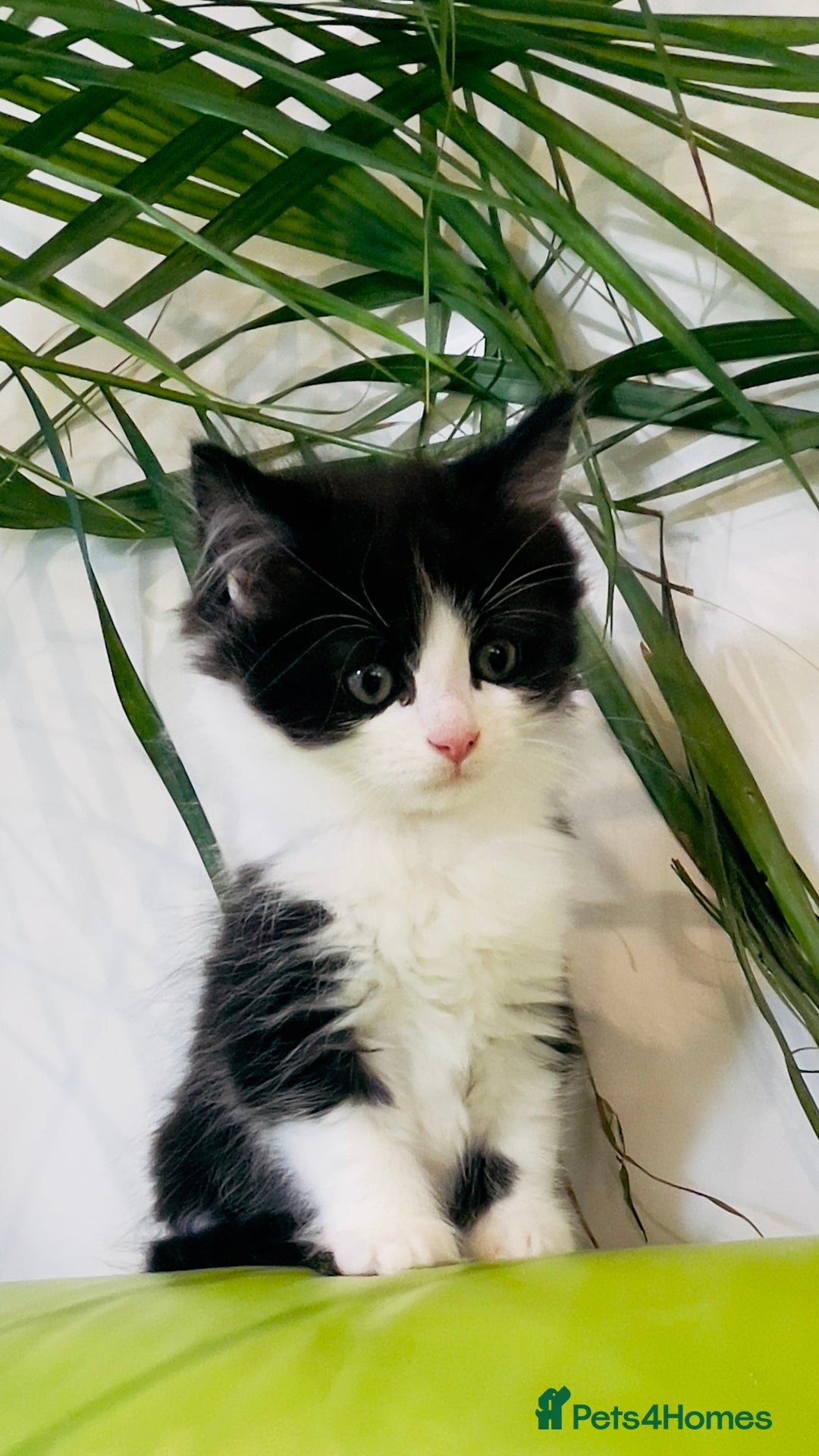Mixed Breed cats for sale: Wonderful ,healthy clever village Kittens for sale - Advert 3