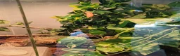 Gecko reptiles for sale: Baby Harley Quinn Crested Gecko  in South Shields - Advert 6