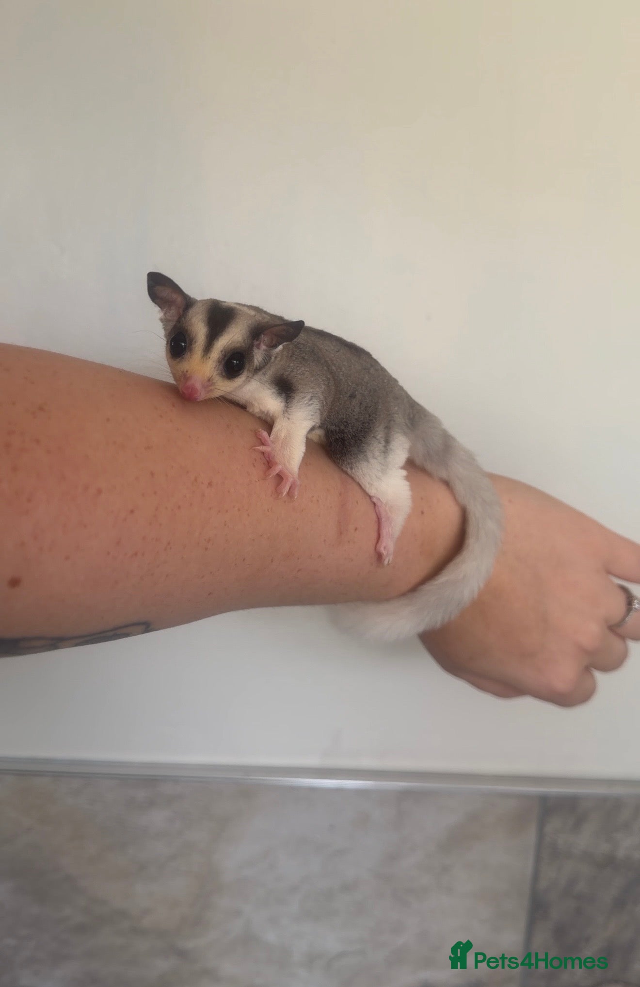 Sugar Glider rodents Female mosaic sugar glider  - Advert 2
