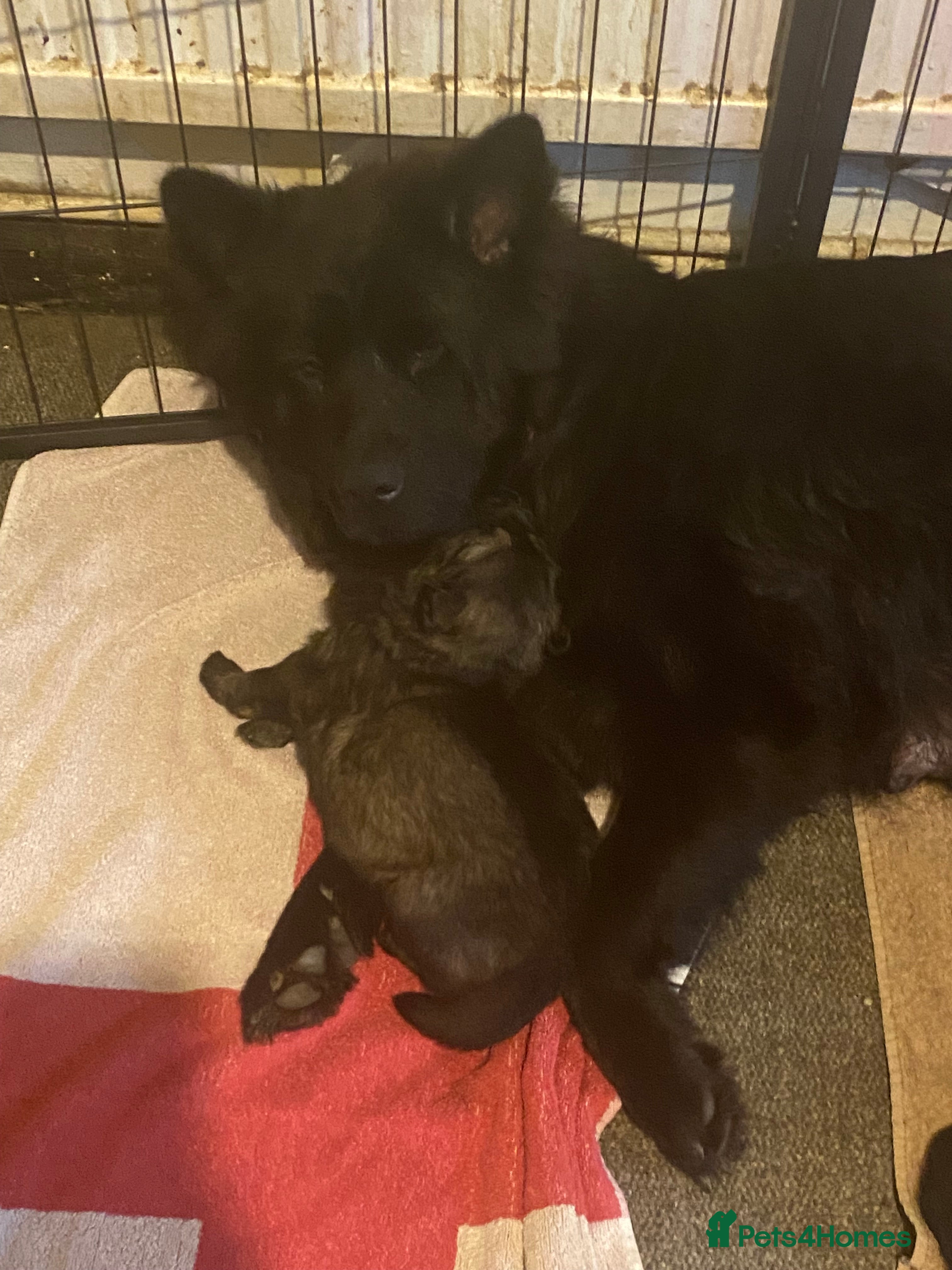 Mixed Breed dogs German shepherd x chow x lurcher  - Advert 3