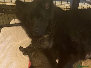 Mixed Breed dogs German shepherd x chow x lurcher - Advert 1