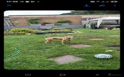 Mixed Breed dogs for sale: American Bull dog (cross) - Image 7