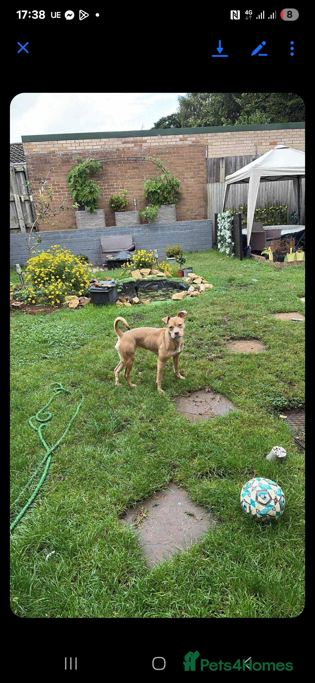 Mixed Breed dogs for sale: American Bull dog (cross) - Image 7
