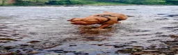 Dogue De Bordeaux dogs for sale: Thor and storm  in Mauchline - Advert 28