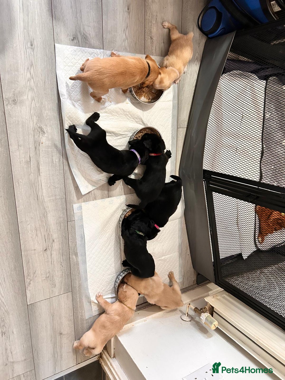 Labrador Retriever dogs for sale: Retriever Labrador puppys for sale - Image 25