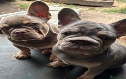 French Bulldog dogs for sale: Isabella wrapped in cream, fluffy carrier - Image 26