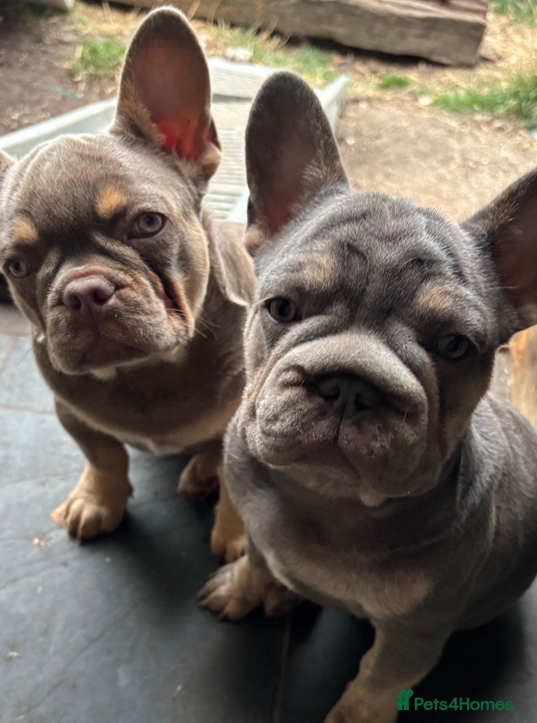 French Bulldog dogs for sale: Isabella wrapped in cream, fluffy carrier - Image 26