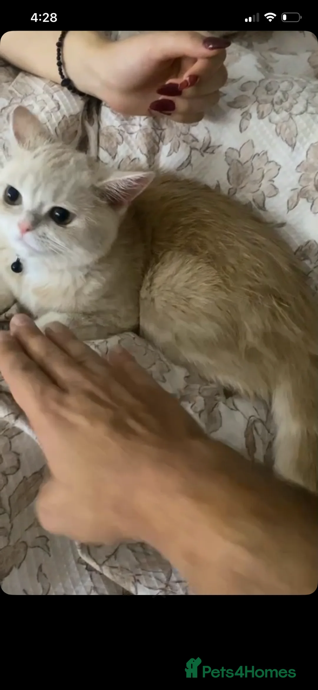 Scottish Fold cats for sale: Female  in Worthing - Advert 1