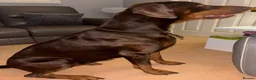 Dobermann dogs for sale: EXCEPTIONAL DOBERMAN PUPPIES   - Advert 5