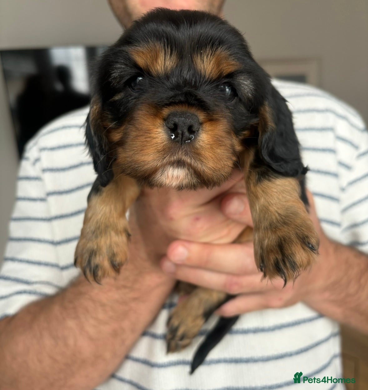 Cavalier King Charles Spaniel dogs Black & tan boy Cavalier King Charles spaniel  - Advert 13