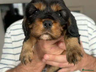 Cavalier King Charles Spaniel dogs Black & tan boy Cavalier King Charles spaniel - Advert 13