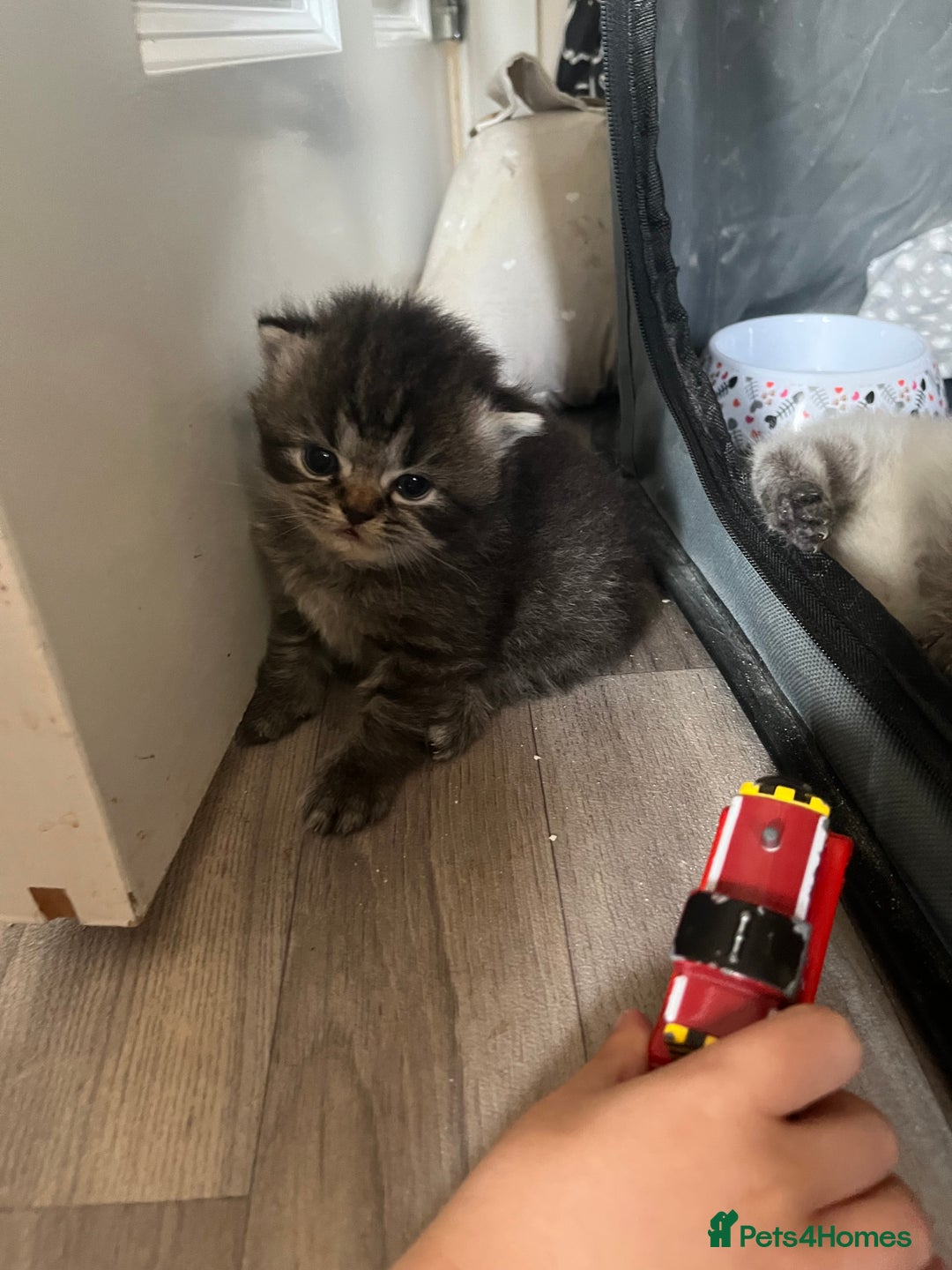 Perdoll cats for sale: Perdolls x2  - Image 8