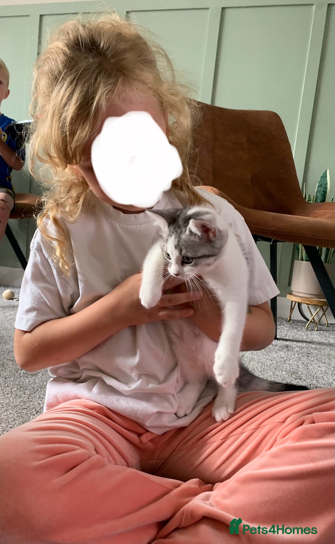 Maine Coon cats for sale: Silver spotted tabby & white girl kitten  - Image 9