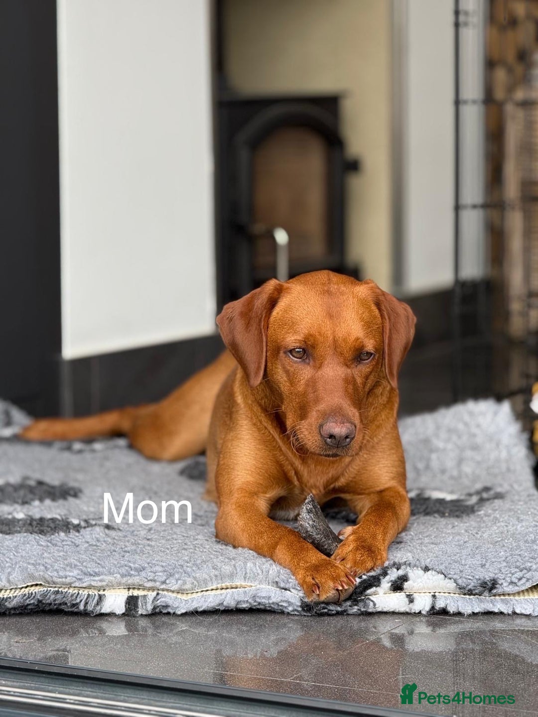 Labrador Retriever dogs for sale: Just a beautiful litter - Advert 3