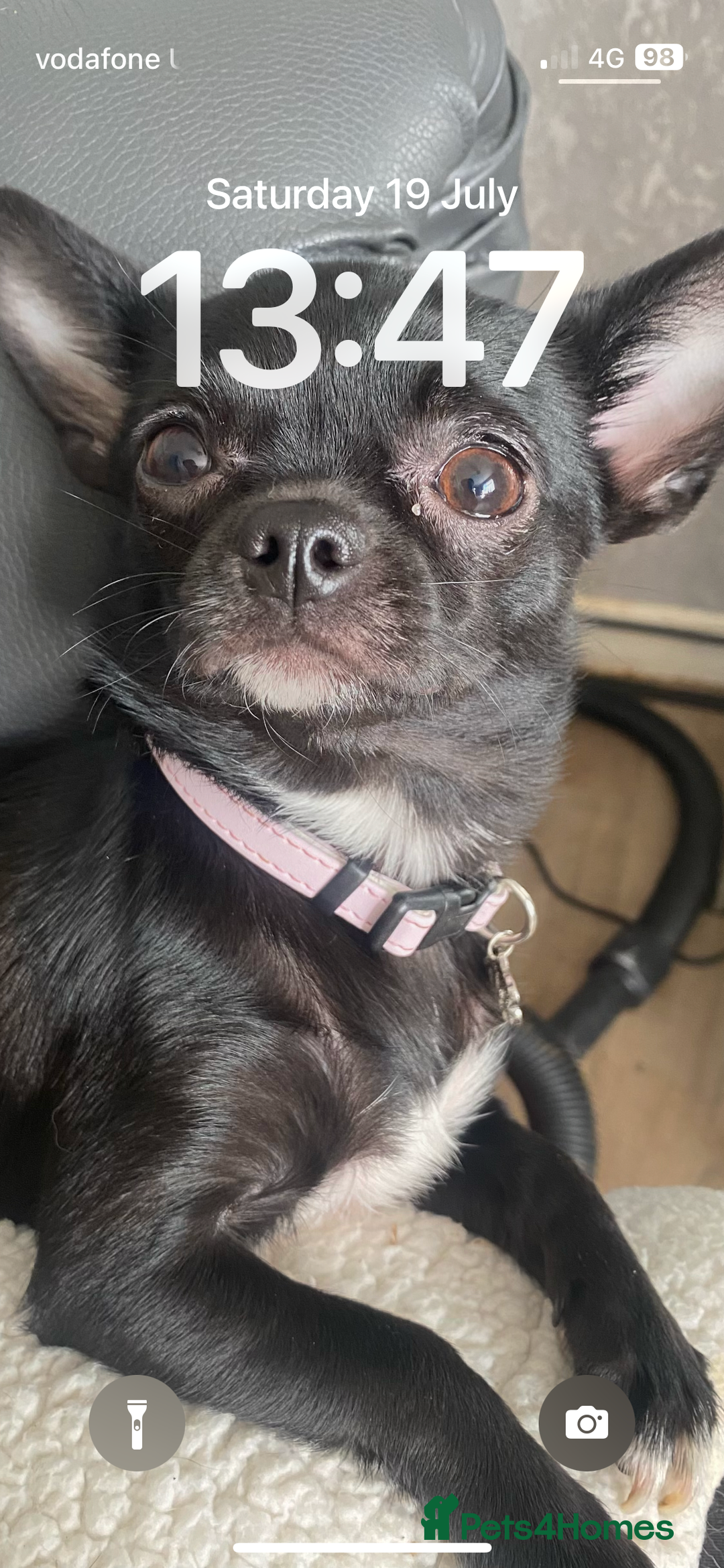 Chihuahua dogs for sale: Beautiful Merle chihuahua pups  - Image 9