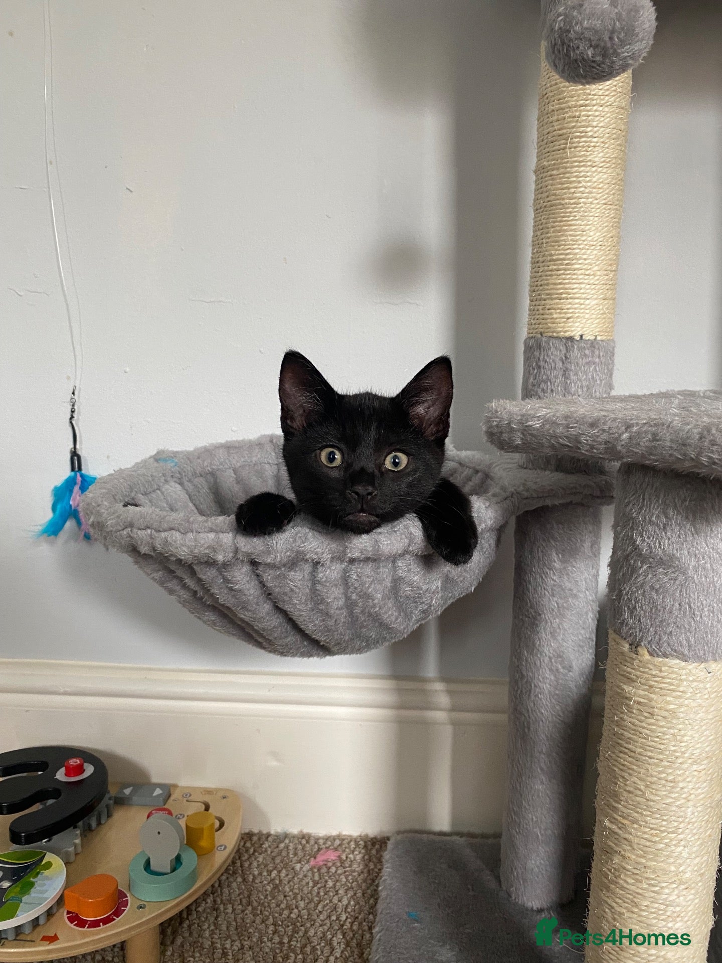 Mixed Breed cats for sale: Beautiful Male Mixed Breed Cat - Advert 1