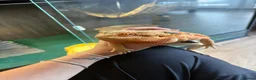 Bearded Dragon reptiles for sale: Bearded dragon - Advert 3