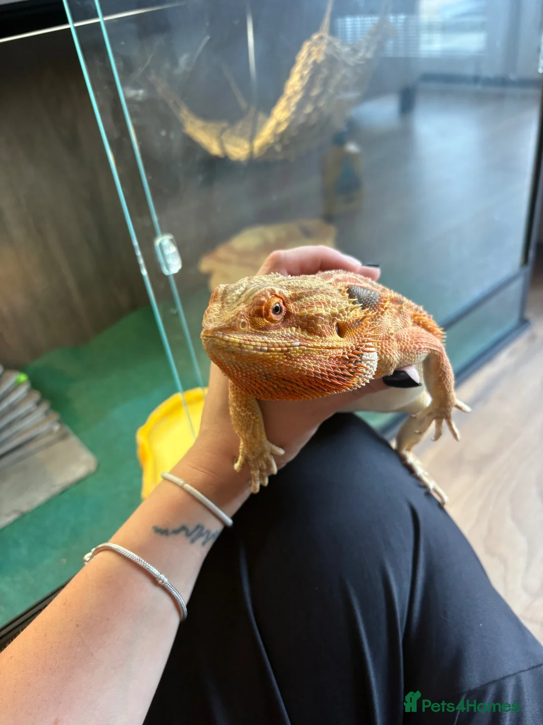 Bearded Dragon reptiles for sale: Bearded dragon - Advert 3