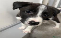 Mixed Breed dogs for sale: Collie Puppies for Sale - Image 7