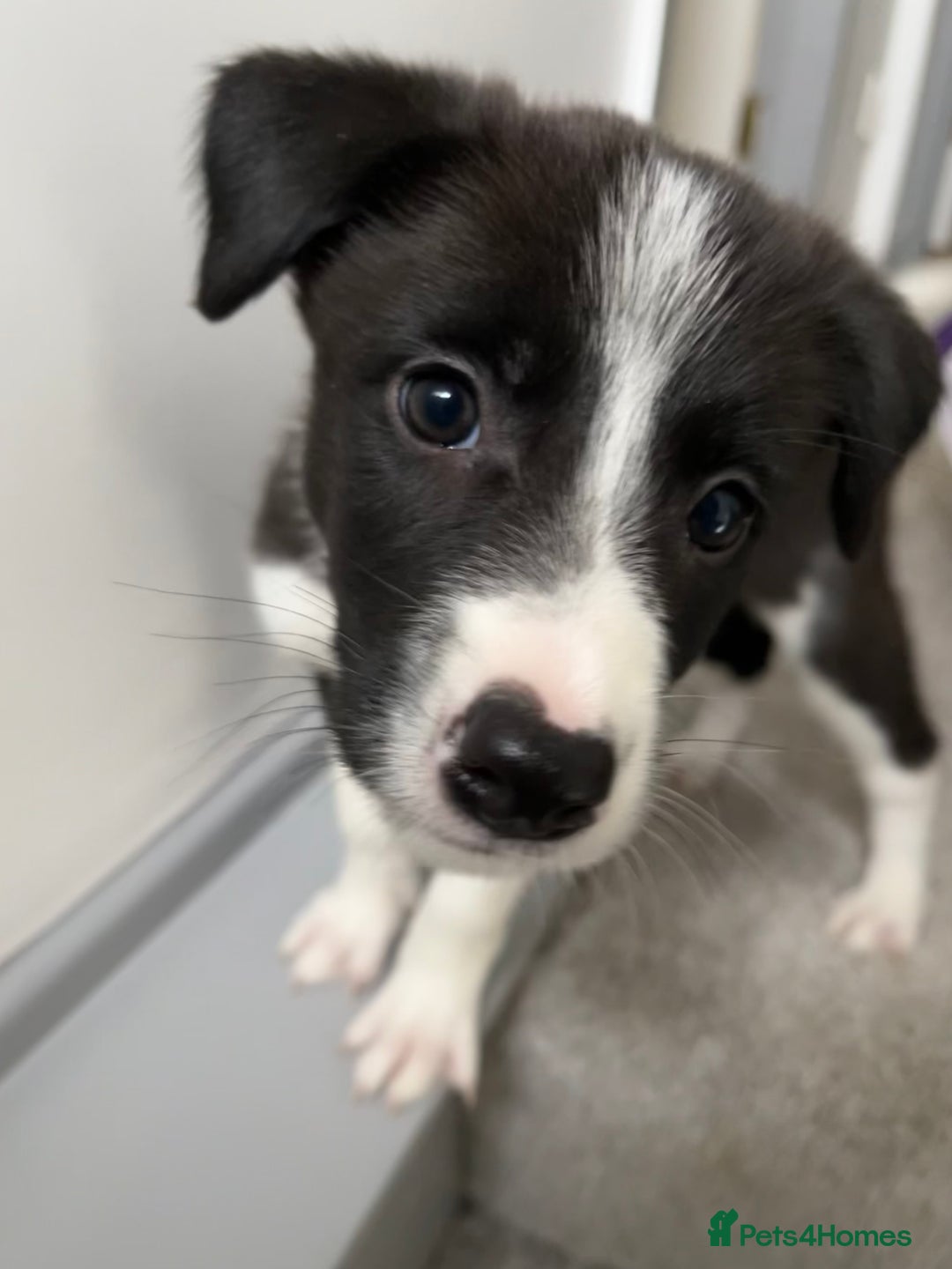 Mixed Breed dogs for sale: Collie Puppies for Sale - Image 7