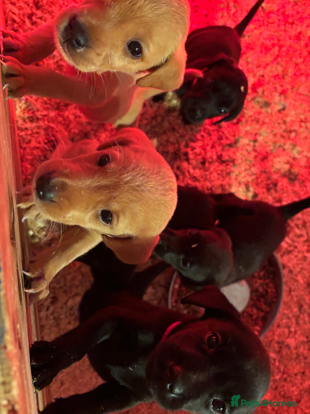 Labrador Retriever dogs for sale: Labrador puppies from working lines - Image 8