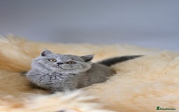 British Shorthair cats for sale: GCCF reg blue kittens  - Image 11