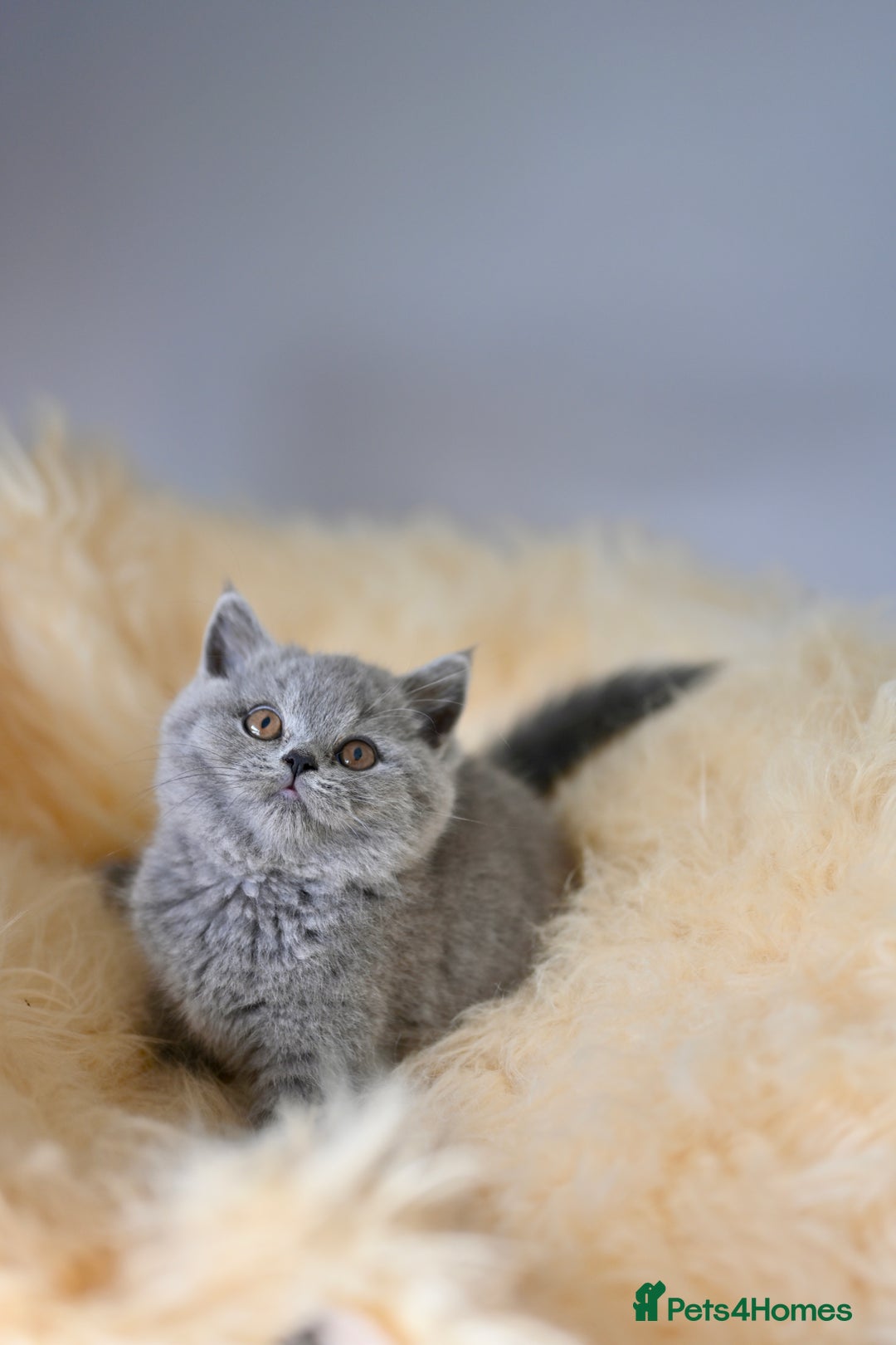 British Shorthair cats for sale: GCCF reg blue kittens  - Image 11