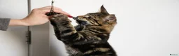 Maine Coon cats for sale: 5 Beautiful Russian Import Kittens TICA - Advert 23