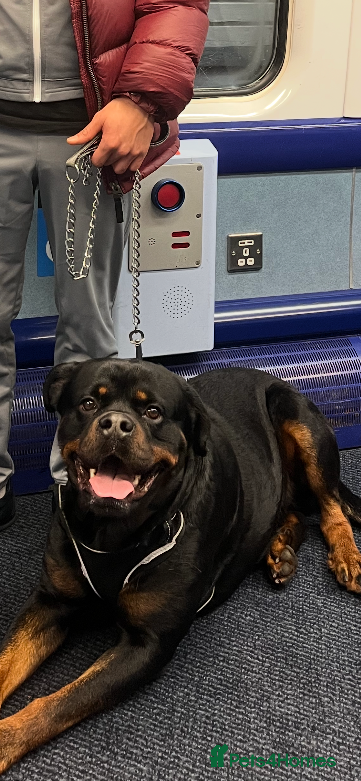 Rottweiler dogs Royce - Advert 1