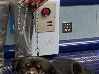 Rottweiler dogs Royce - Advert 1