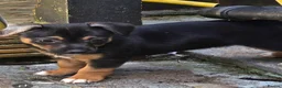 Jack Russell dogs for sale: Jack russell puppies ready now - Advert 3