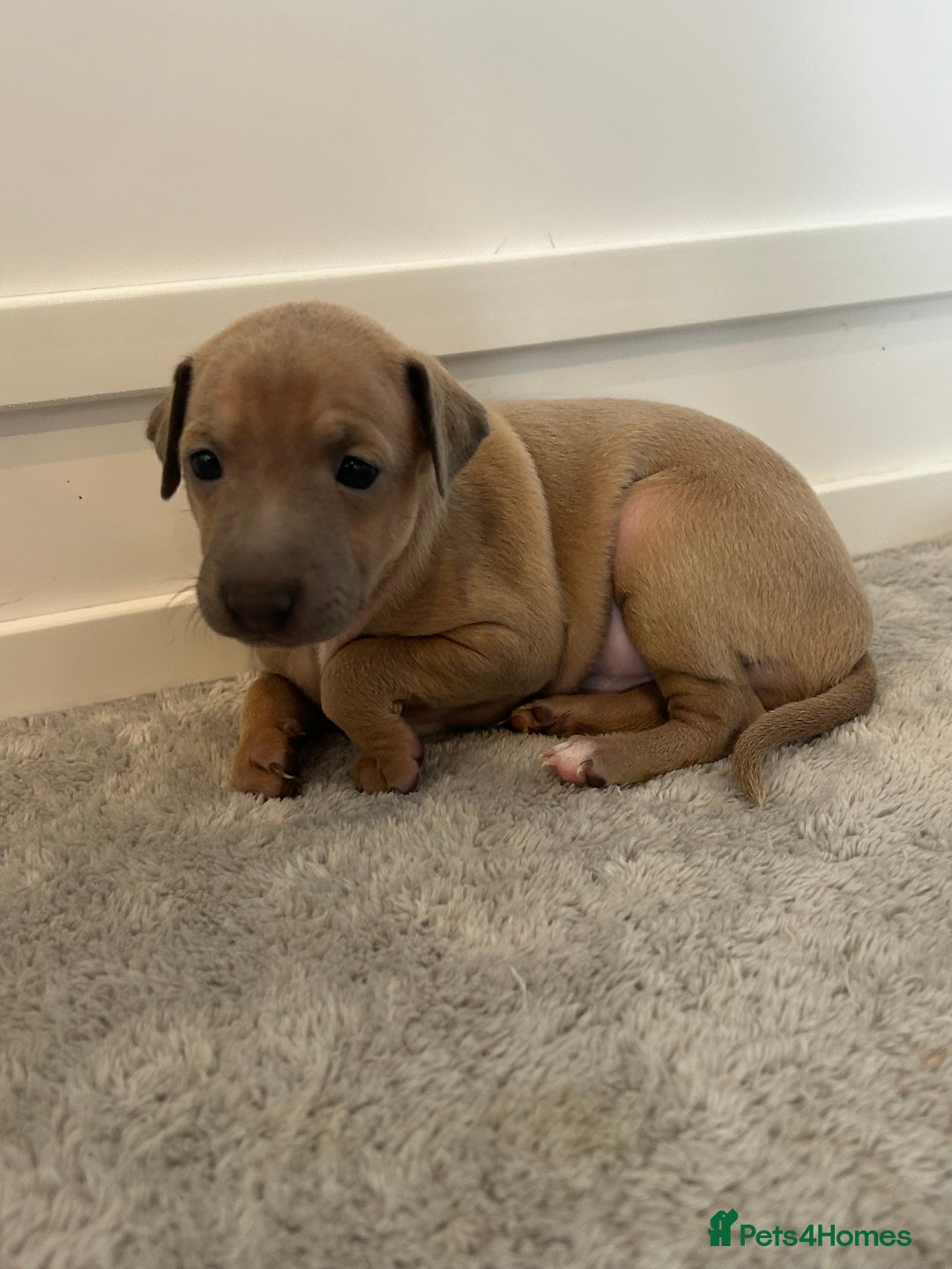 Italian Greyhound dogs for sale: Beautiful KC Reg Italian Greyhound puppies  - Advert 11