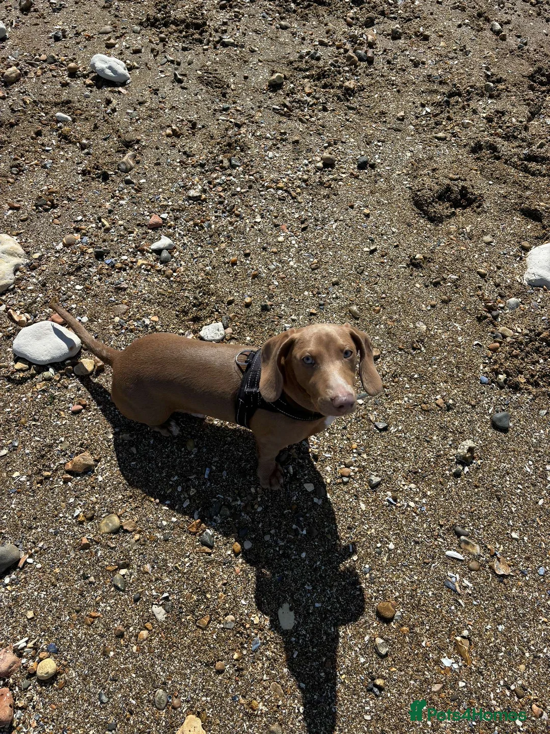 Miniature Dachshund dogs for sale: 2 year old miniature dachshund  - Advert 3