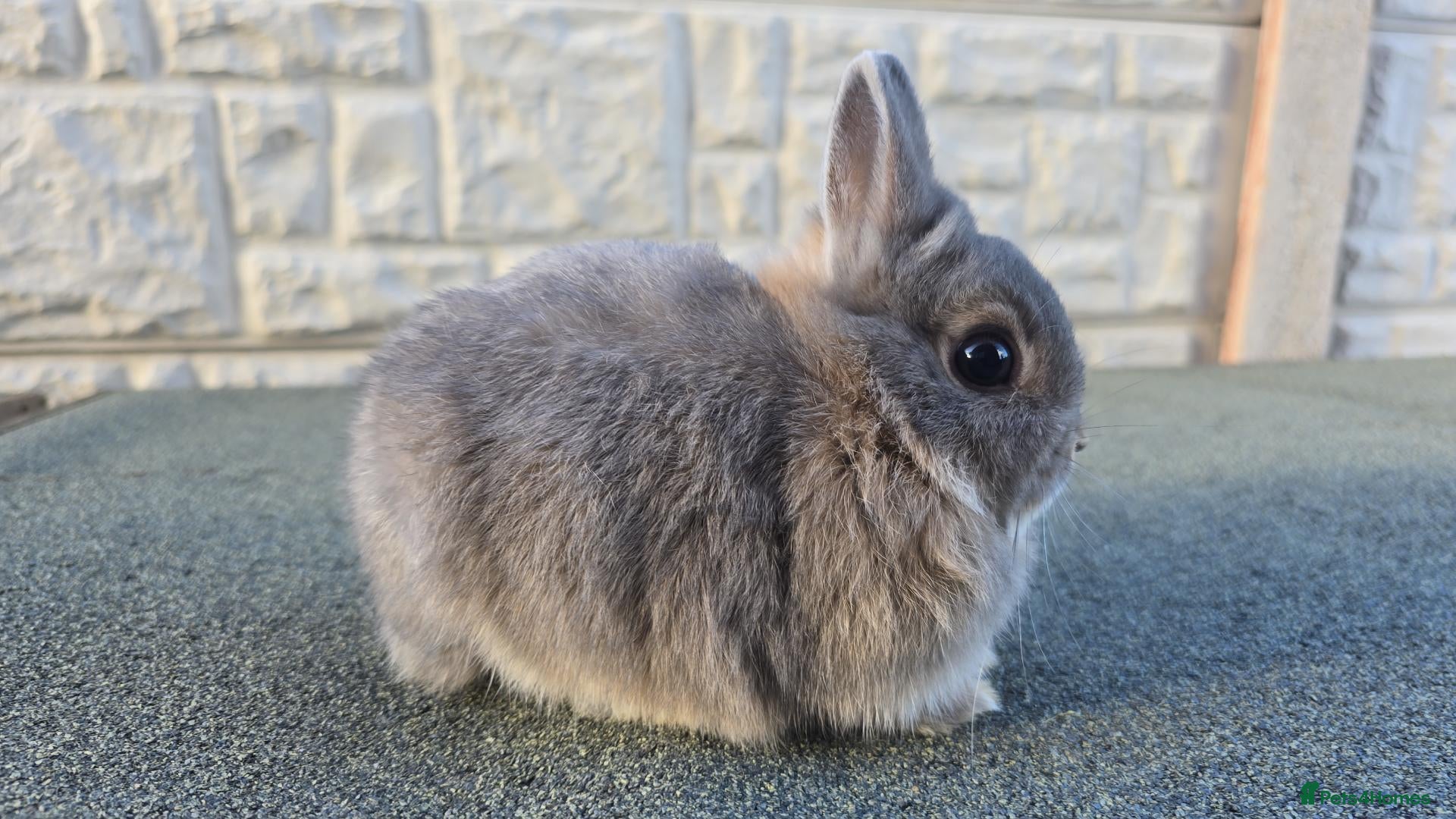 Netherland Dwarf rabbits Netherland dwarf kits  fully vaxxed *read ad* - Advert 9