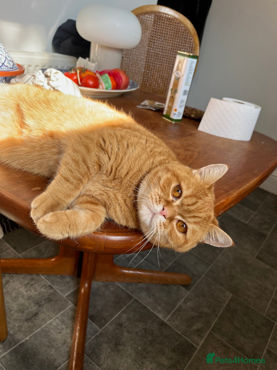 British Shorthair cats for sale: Ginger British Short Hair in Need of a Loving Home - Image 7