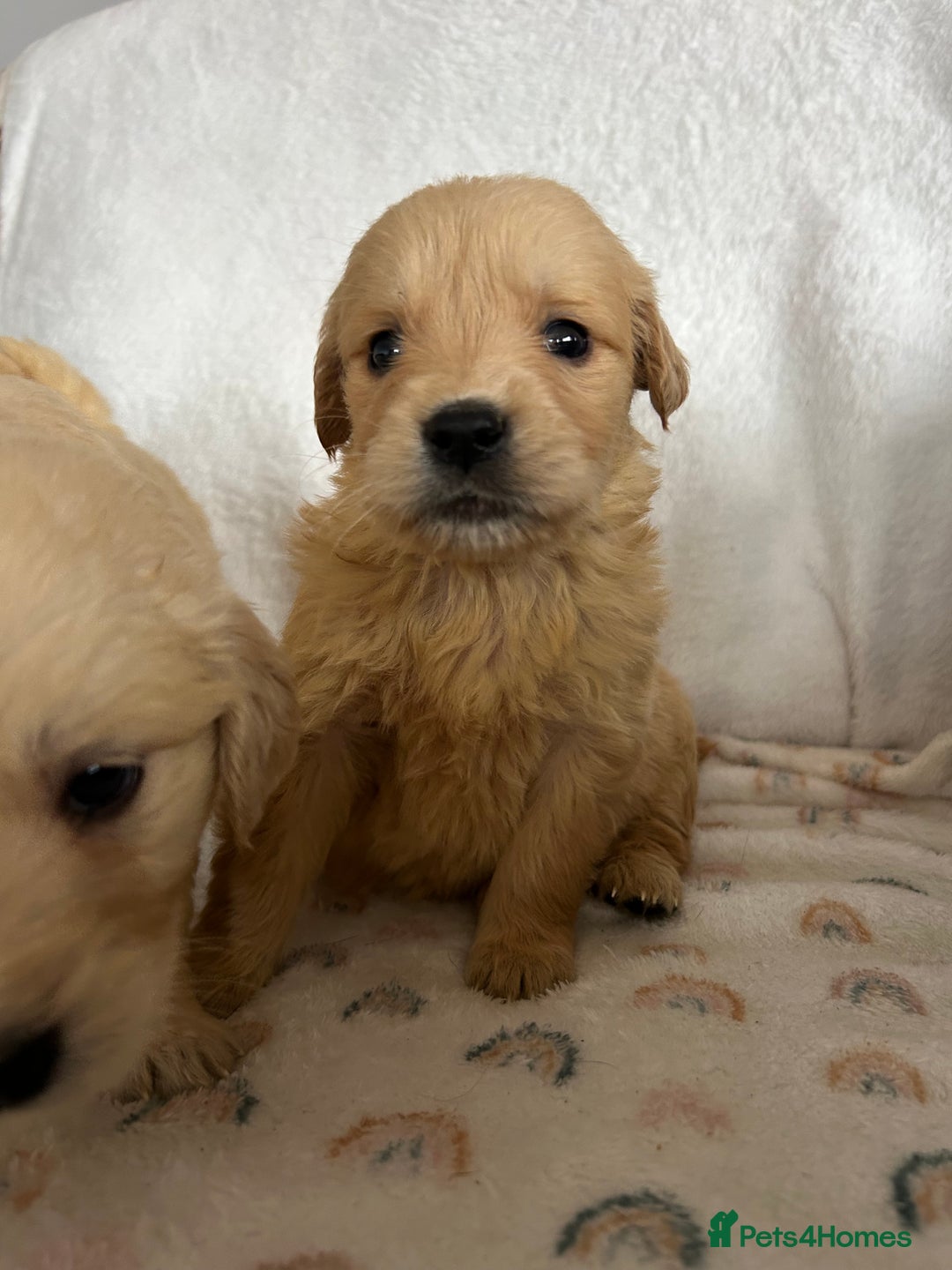 Golden Retriever dogs for sale: Beautiful golden retriever litter 🐶⭐️ - Image 28